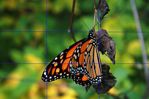 image of butterfly in nature used to explain the concept of rule of thirds