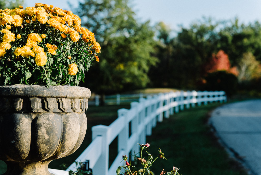 Yellow flowers in a flower pot next to a white fence.