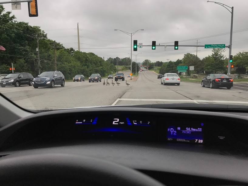 Picture of ducks crossing a street in traffic shot with the iPhone 7 Plus camera