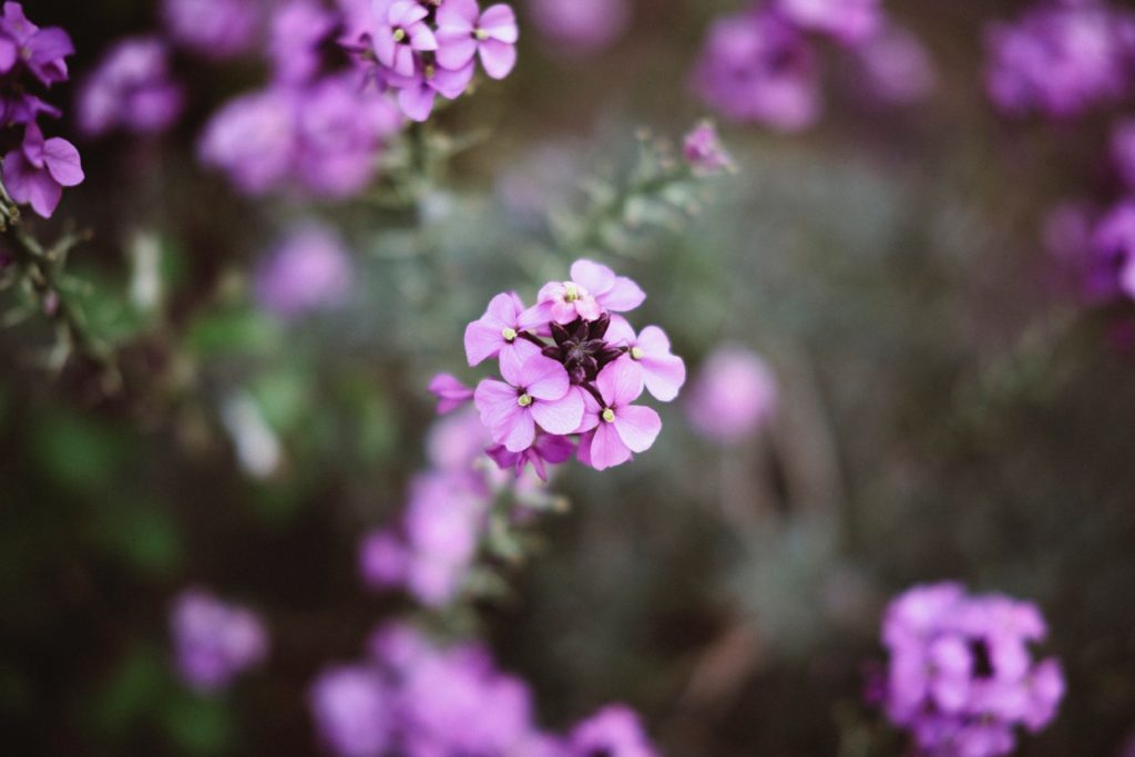 using shallow depth of field camera settings to get a shallow depth of field with a flower