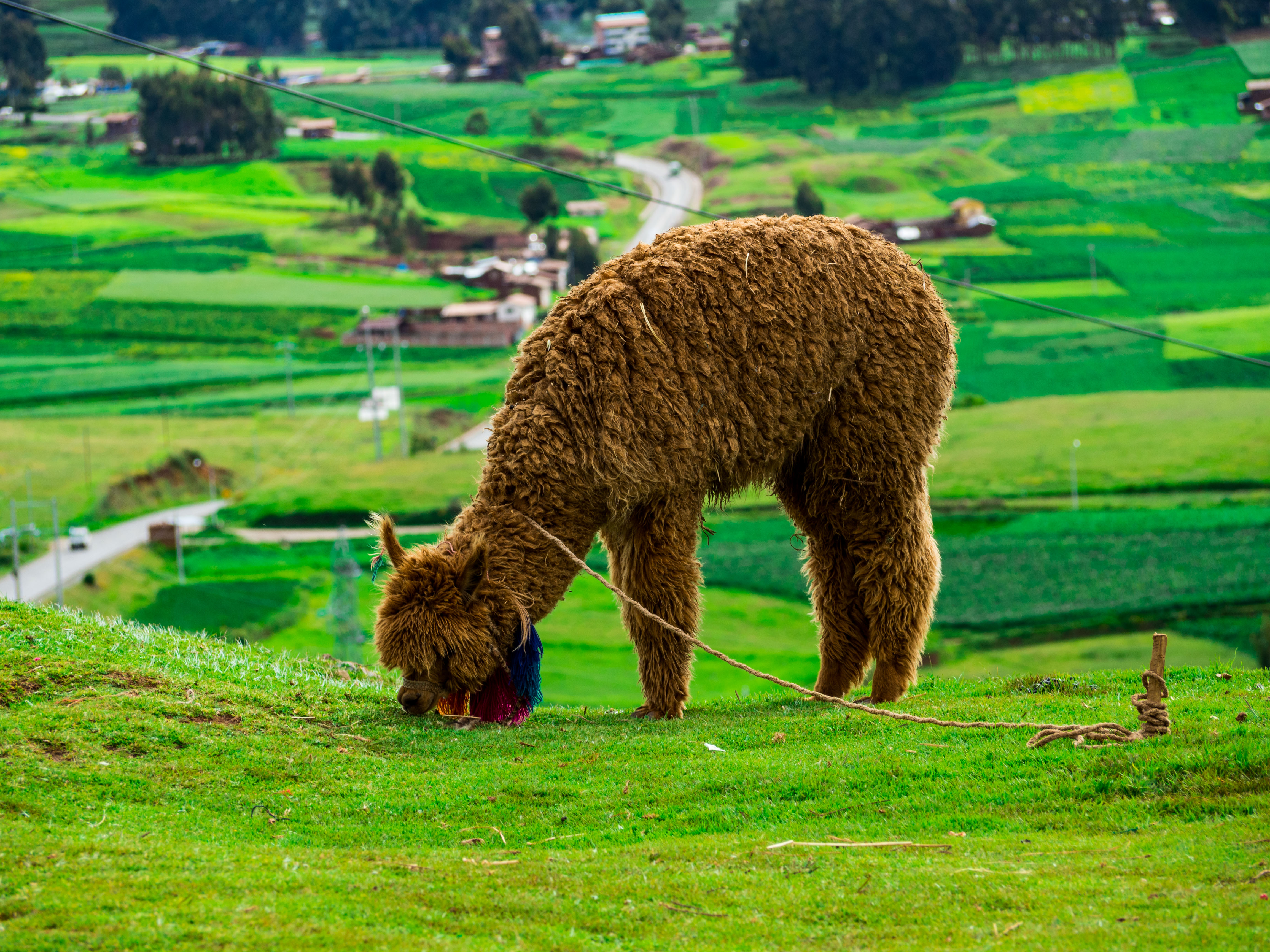 An alpaca eating in bright green grass.