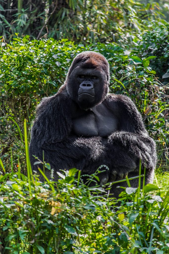 image of a black gorilla in bright green grass backlit from the sun behind it