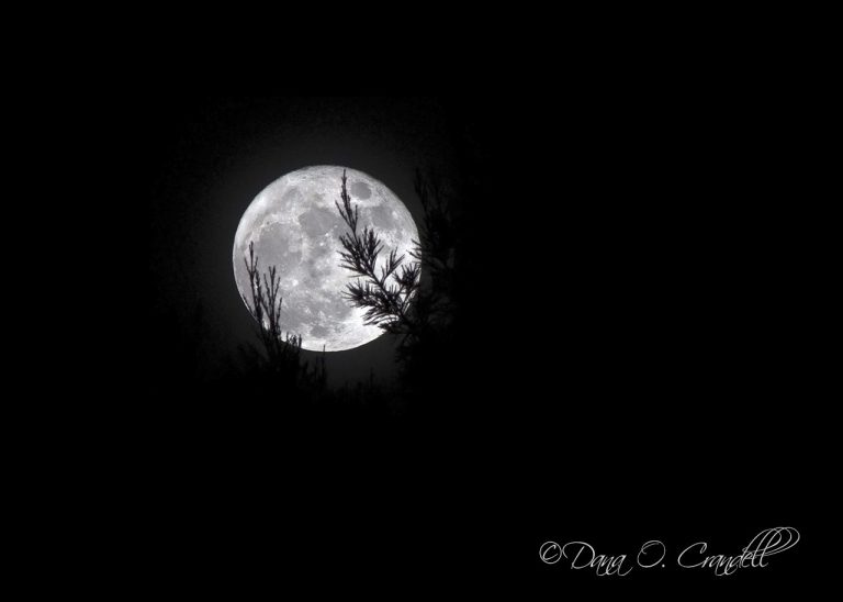 A bright white moon against a dark black night sky.