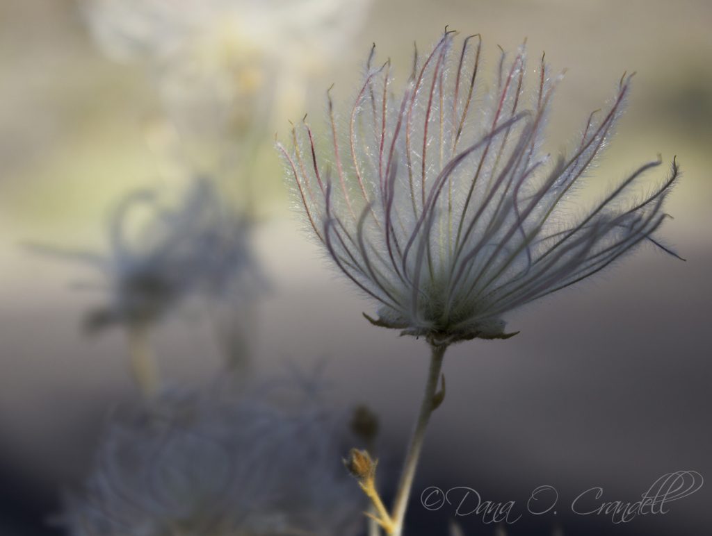 Photo of an apache plume in nature as an example of how to get creative in nature photography