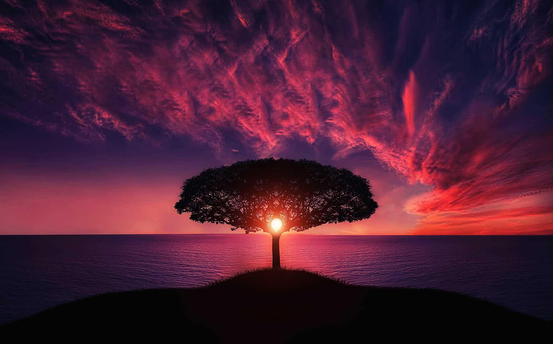 A tree with the sun behind it and a reddish-purple sunset.