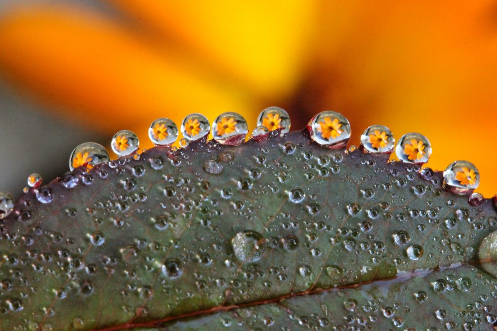 Image of a leaf with water drops along its edge and you can see through the water droplets to a flower