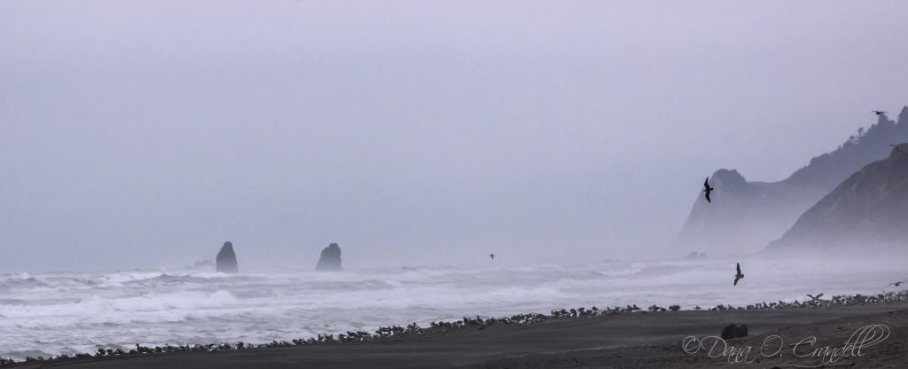 Photograph of a foggy shoreline with a large gathering of birds