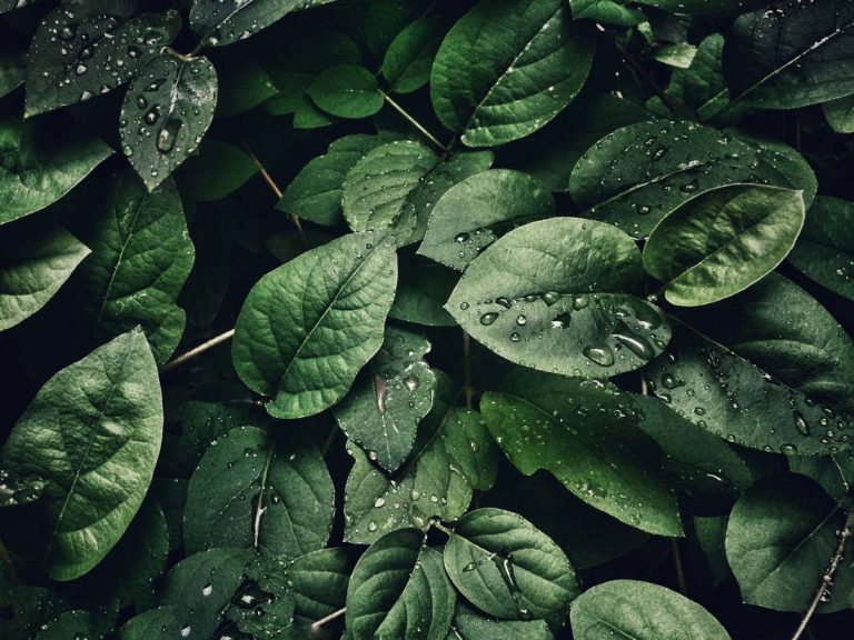 Large green leaves with water drops.