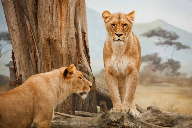 Two female lions next to a tree.