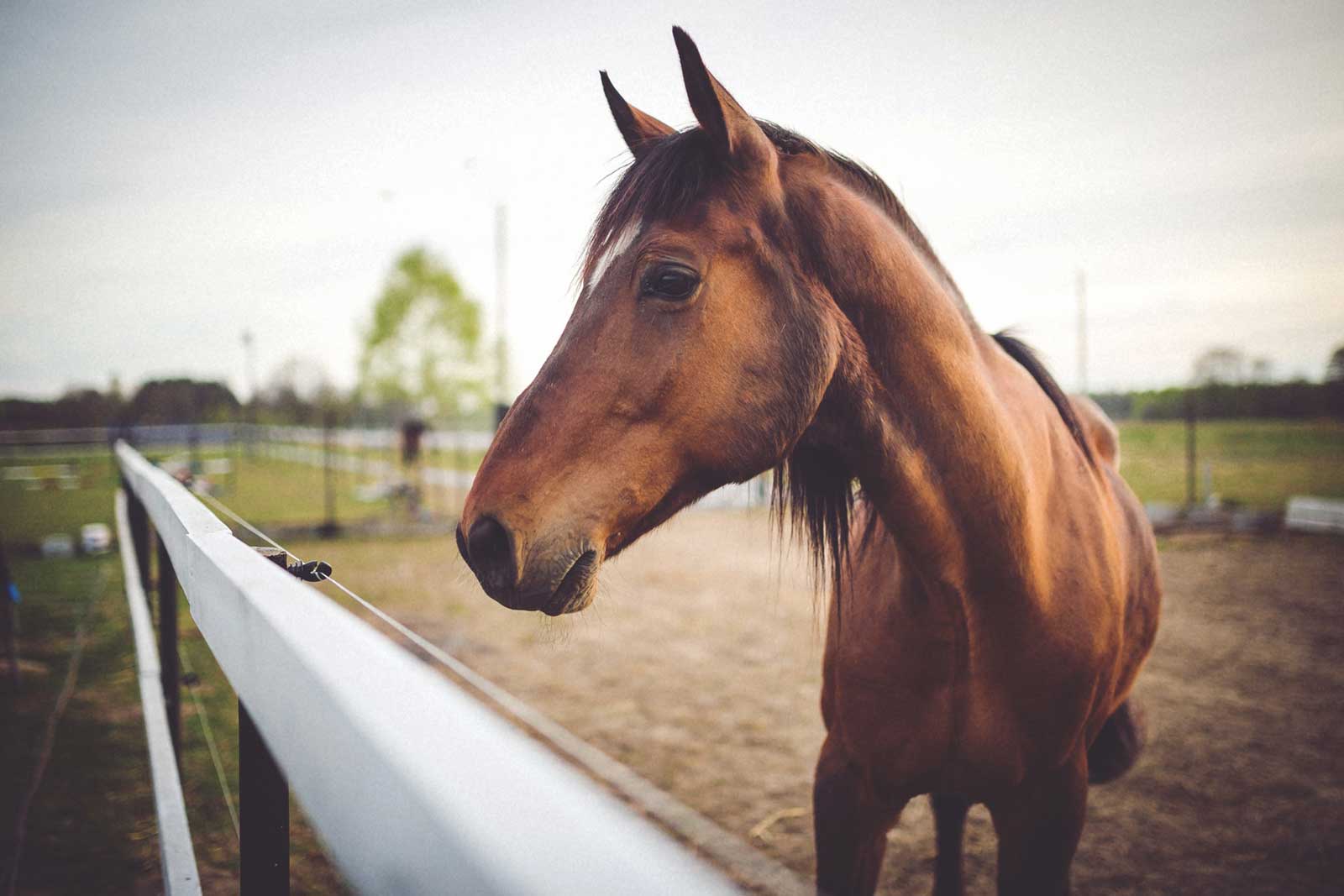 A brown horse behind a fence with a cloudy sky.