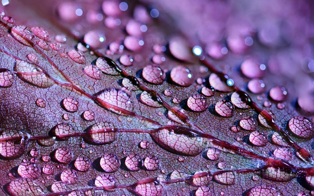 A purple leaf with water droplets on it.