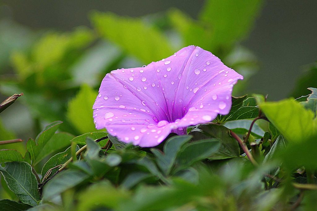 Image of a pink flower with dew drops on it and green leaves