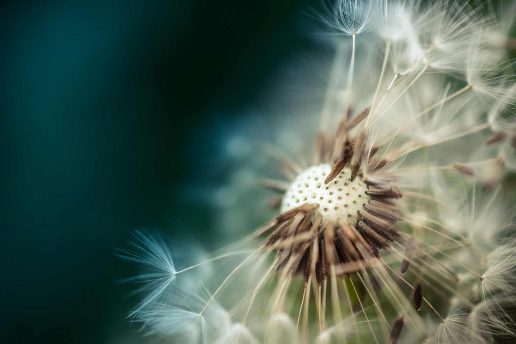 Macro photography image of a dandelion up close