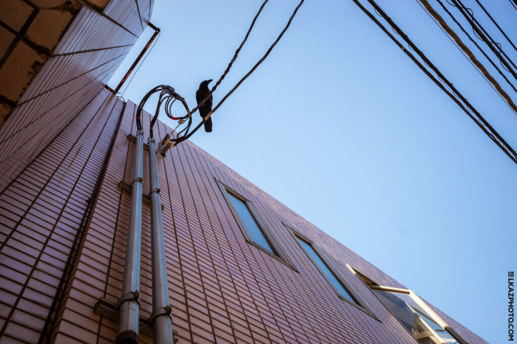 A brick building with an electric wire with a bird on it.