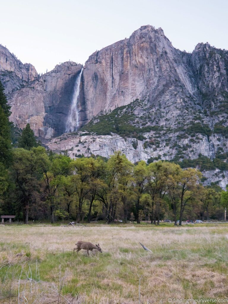 A deer in a field in front of a mountain with a waterfall.