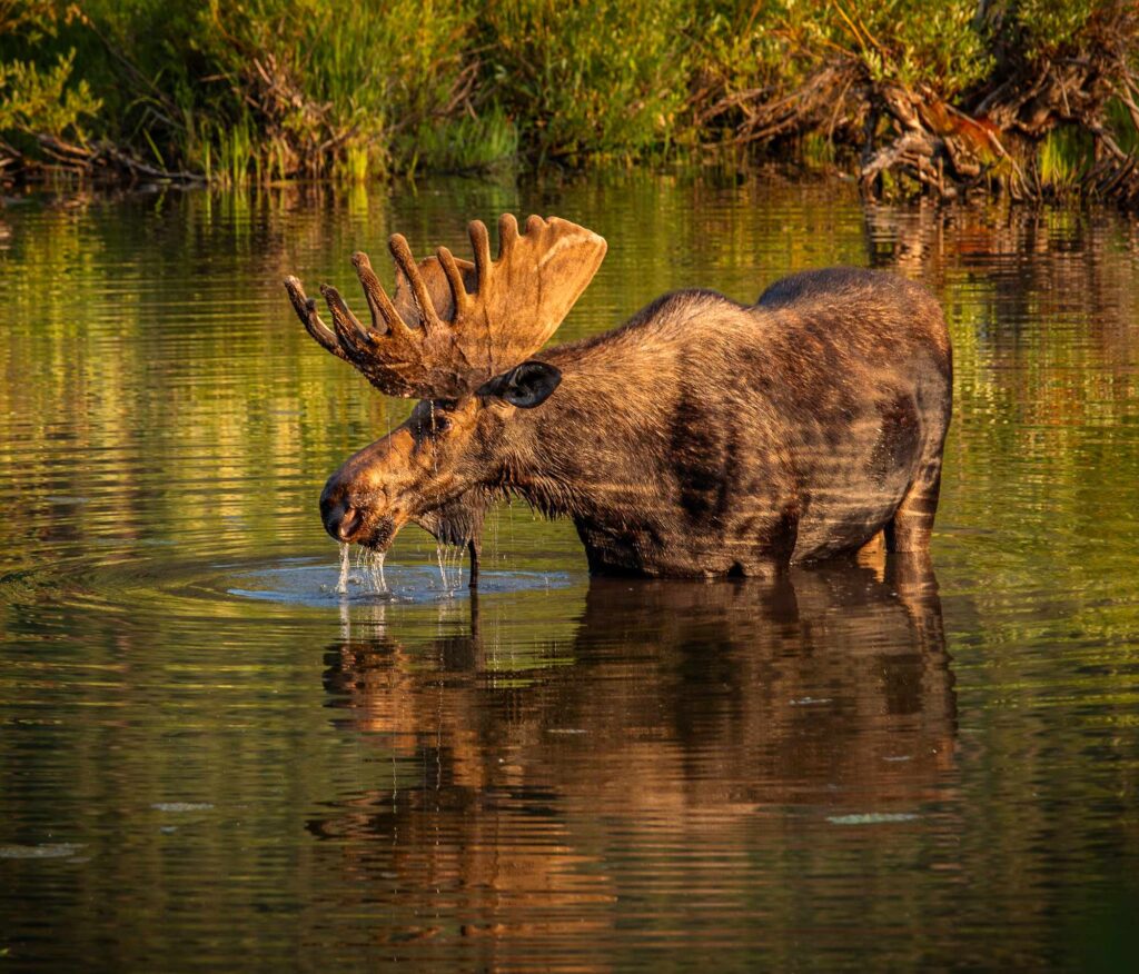 A mouse drinking water from a stream at golden hour.