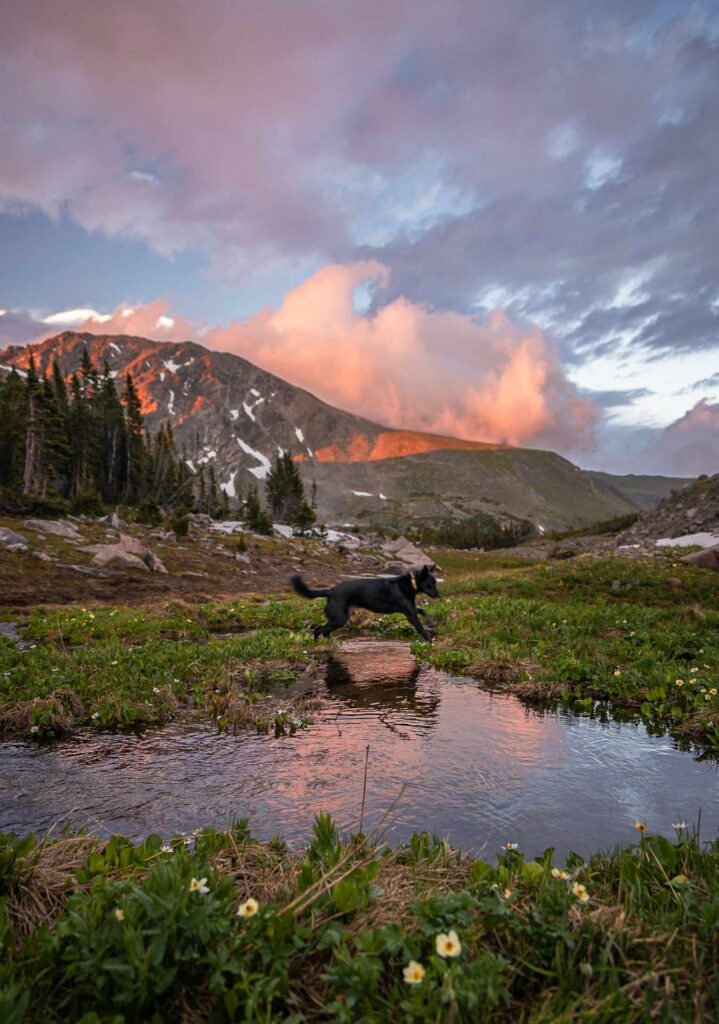 A black dog jumping over a stream with a mountain in the background.