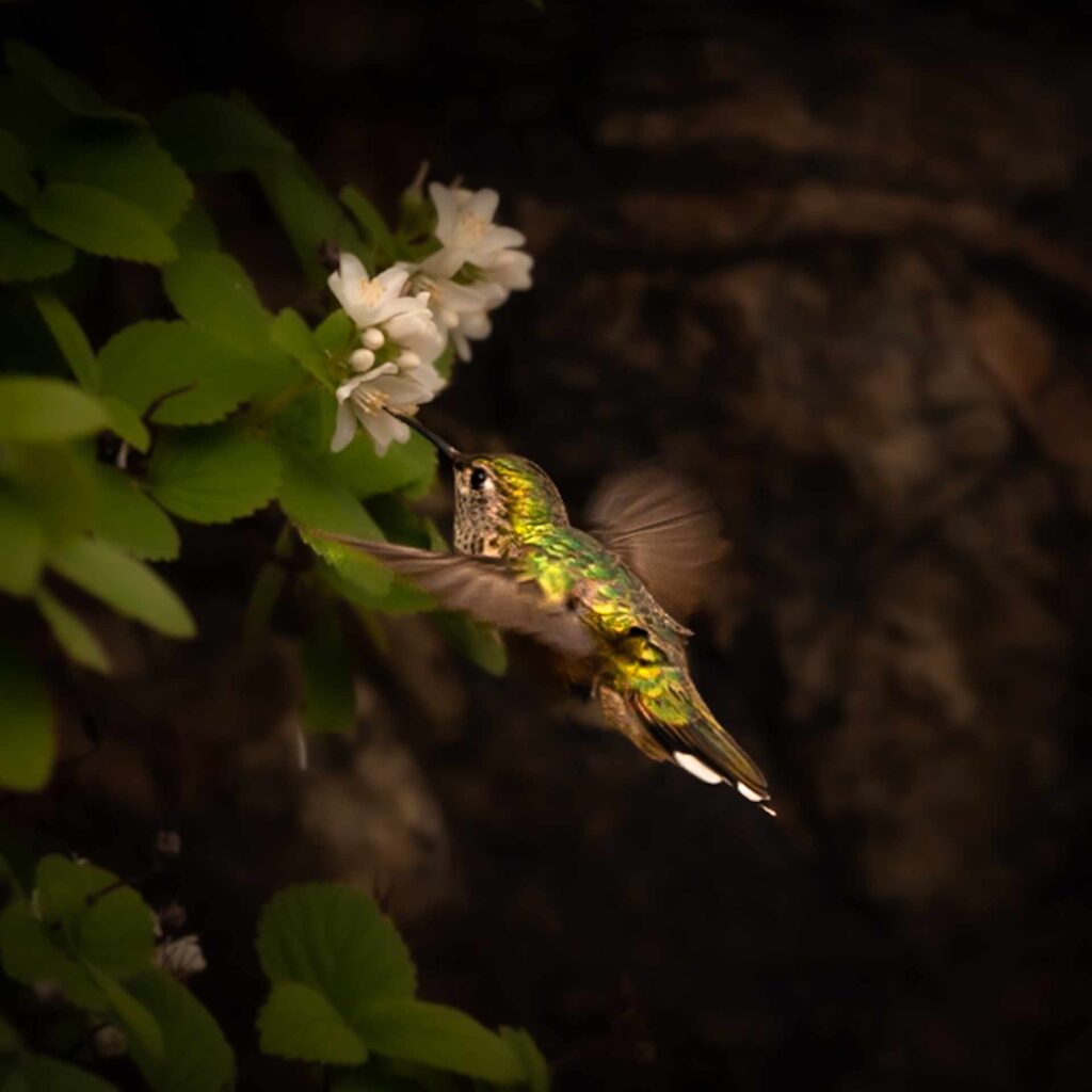 A green hummingbird feeding from a white flower.
