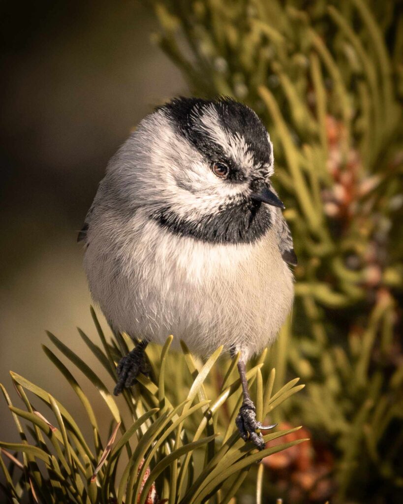 A white and black bird on a green fir tree.